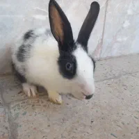خرگوش|موش و خرگوش|ایلام, |دیوار