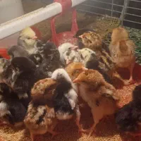 تخم نطفه دار گلین و جوجه یکروزه گلین|حیوانات مزرعه|قائمشهر, |دیوار