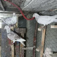 انگشتر  کفتر|کلکسیون و سرگرمی|مشهد, ایثار|دیوار