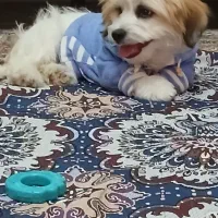 سگ پاکوتاه شیتزو بازی گوش ناز|سگ|زنجان, |دیوار