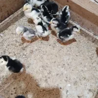 جوجه،مرغ،خروس