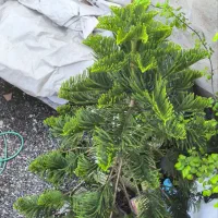 کاج مطبق 10 طبقه