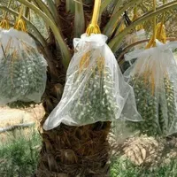 تور محافظ خرما