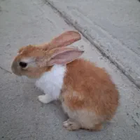 خرگوش