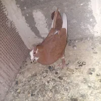 کبوتر|پرنده|سراوان, |دیوار