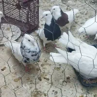 یه دسته کبوتر بی نقص خاص وارزون