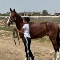 کره اسب نریون ۲ساله ترکمن کورسی