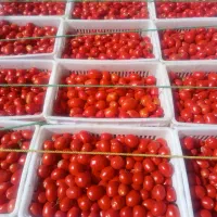 سبد 25کیلویی در حد نو|ظروف نگهدارنده، پلاستیکی، یکبارمصرف|همدان, |دیوار