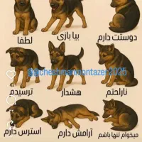 سگ پاکوتاه روباهی پیداشده عکسشوبدید تحویل بگیرید