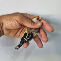 سهره ماده دورگ بور|پرنده|خرامه, |دیوار