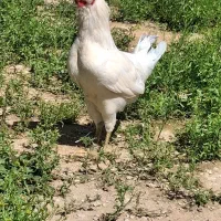 خروس سفید چهل تاج نژاددار درجه یک