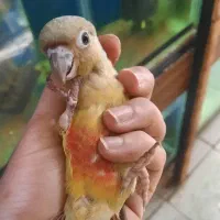 جوجه سرلاکی گرینچیک و طوطی برزیلی البینو