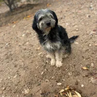 سگ پاپی|سگ|فسا, |دیوار