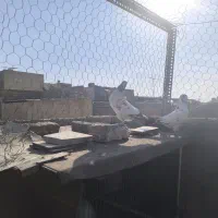 کله دم سبز|پرنده|اصفهان, پوریای ولی|دیوار