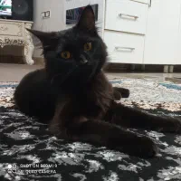 واگذاری گربه پرشین اصل