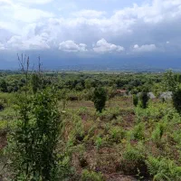 زمین باغی واقع دربام سبز کومله|فروش زمین و ملک کلنگی|کومله, |دیوار