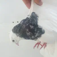طوق هفترنگ گرفتنی