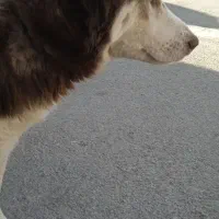 سگ هاسکی ماده|سگ|بناب, |دیوار