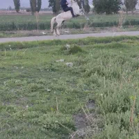 اسب مادیان به همراه کره نریان