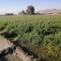 بذریونجه|گل و گیاه طبیعی|شیراز, ظفرآباد|دیوار