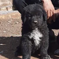 سگ قهدرجونی