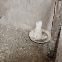 سیزده عدد کفتر در عجب شیر|پرنده|عجب شیر, |دیوار