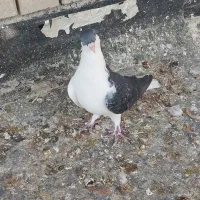 پرنده رنگی|پرنده|بندر امام خمینی, |دیوار