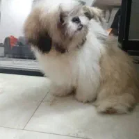 توله سوپر فلت اصل واکسن خورده شناسنامه دار|سگ|کهریزک, |دیوار