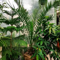 حراج گلدان گل با بذر کود رایگان  بخونید حتما