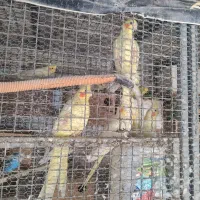 10عدد طوطی عروس لوتینو خال زرد یکجا باهم 7تمن|پرنده|آمل, |دیوار