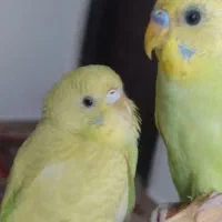 مرغ عشق نر و ماده تعمین شده