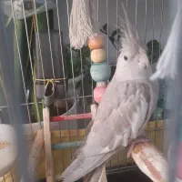 عروس هلندی مرواریدی