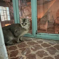 گربه بریتیش گلد