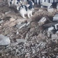 8 تا توله سگ قدریجونی