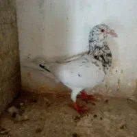 کبوتر|پرنده|تربتحیدریه, سرمحله|دیوار