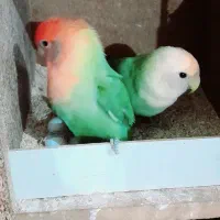 برزیلی مولد اوپال|پرنده|دزفول, |دیوار