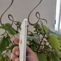 آیفون ۱۳ سفید در حد نو بدون خط|موبایل|حمیدیا, |دیوار