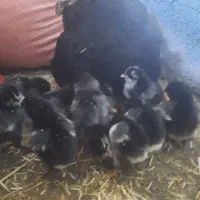 مرغ جوجه دار سیاه ریشی