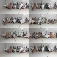 کبوتر پرشی ماده ۲۴تایی