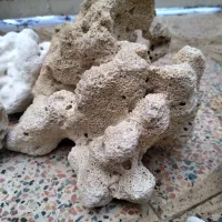 اکواریوم وماهی گوپی مولد بلک فسفری ۷رنگ|ماهی|فردیس, شهرک شهید حسینی|دیوار