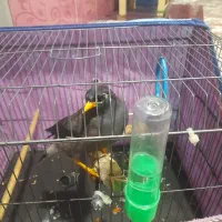 مینا افغان چشم ستاره ای|پرنده|بیکاه, |دیوار