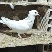 کبوتر|پرنده|کرمانشاه, |دیوار