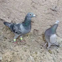 کفتر پلاکی کبوتر|پرنده|مرودشت, استادیوم‎|دیوار