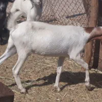 ۱۰ راس کره بز پرواری چاق چاق برا قصابی در سربندر|حیوانات مزرعه|بندر ماهشهر, |دیوار
