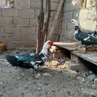 اردک اسراییلی|حیوانات مزرعه|سرخنکلاته, |دیوار