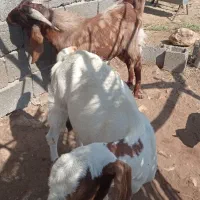 بز پاکستانی|حیوانات مزرعه|فین, |دیوار