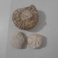 سنگ فسیل کلکسیونی