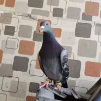 نروماده مگس بضمانت تخم وجوجه