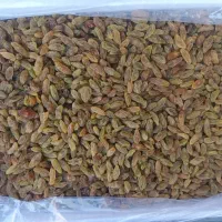 کشمش سبز قلمی درشت یک دست