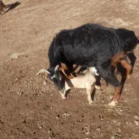 بز گوسفند|حیوانات مزرعه|مشگین شهر, |دیوار